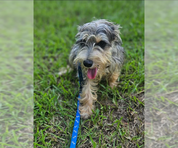 Medium Photo #5 Mutt Puppy For Sale in Cranston, RI, USA