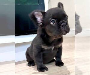 French Bulldog Puppy for sale in DANBURY, CT, USA