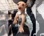 Small #6 Chihuahua Mix