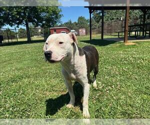 American Pit Bull Terrier-Unknown Mix Dogs for adoption in Grovetown, GA, USA