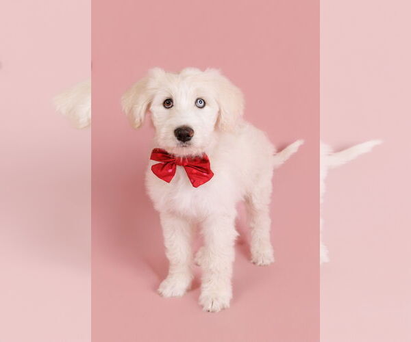 Medium Photo #5 Poodle (Standard)-Siberian Husky Mix Puppy For Sale in McKinney, TX, USA