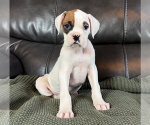 Boxer Puppy for sale in FRANKLIN, IN, USA