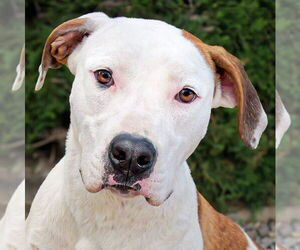 American Staffordshire Terrier-Unknown Mix Dogs for adoption in Albuquerque, NM, USA