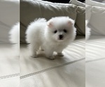 Small #21 Pomeranian