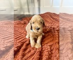 Small #3 Goldendoodle