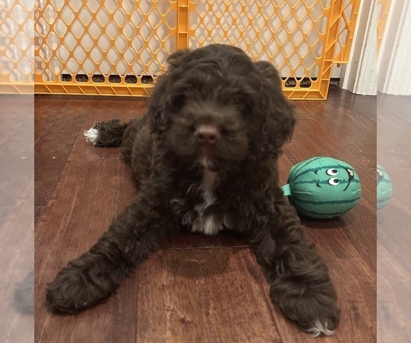 Medium Photo #1 Cockapoo Puppy For Sale in BLUE MOUNTAIN, MS, USA