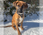 Small #10 Plott Hound Mix