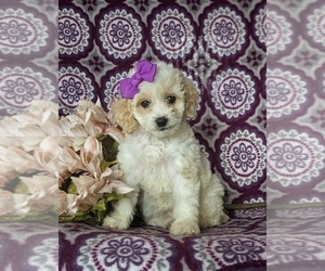 Cock-A-Poo Puppy for sale in NOTTINGHAM, PA, USA