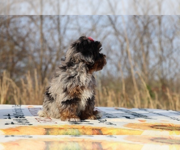 Medium Photo #25 ShihPoo Puppy For Sale in DYERSBURG, TN, USA