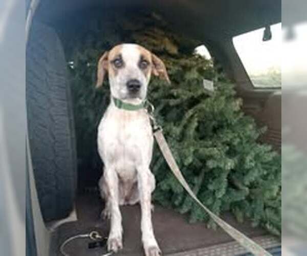 Medium Photo #1 Labrador Retriever-Unknown Mix Puppy For Sale in Pacific grove , CA, USA