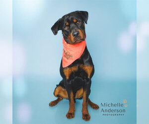 Rottweiler Dogs for adoption in Corona, CA, USA