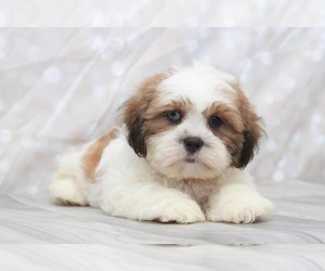 Shih Tzu Puppy for sale in MARIETTA, GA, USA