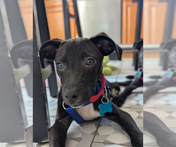 Medium Photo #1 Mutt Puppy For Sale in Plainfield, IL, USA