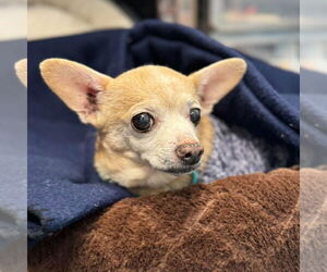 Chihuahua Dogs for adoption in Muskegon, MI, USA