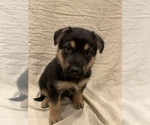 Small Photo #1 German Shepherd Dog Puppy For Sale in WASHOUGAL, WA, USA