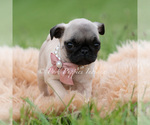 Small #1 Pug