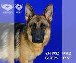 Small #1 German Shepherd Dog