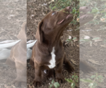 Small #1 Labrador Retriever Mix