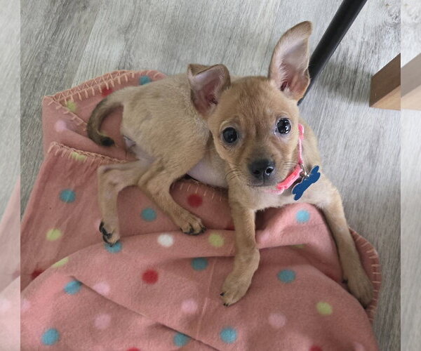 Medium Photo #1 Chihuahua-Unknown Mix Puppy For Sale in Plainfield, IL, USA