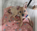 Small Chihuahua Mix