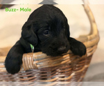 Small #2 Labradoodle