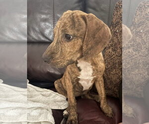 Mutt Dogs for adoption in Tarrytown, GA, USA