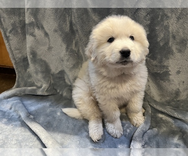 Medium Photo #23 Anatolian Pyrenees Puppy For Sale in CULDESAC, ID, USA