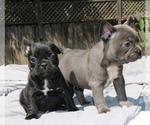 Small Photo #3 French Bulldog Puppy For Sale in VALLEJO, CA, USA
