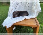 Puppy 7 Schnauzer (Miniature)
