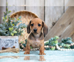 Puppy Blossom Dachshund