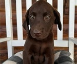 Puppy Milly Labrador Retriever