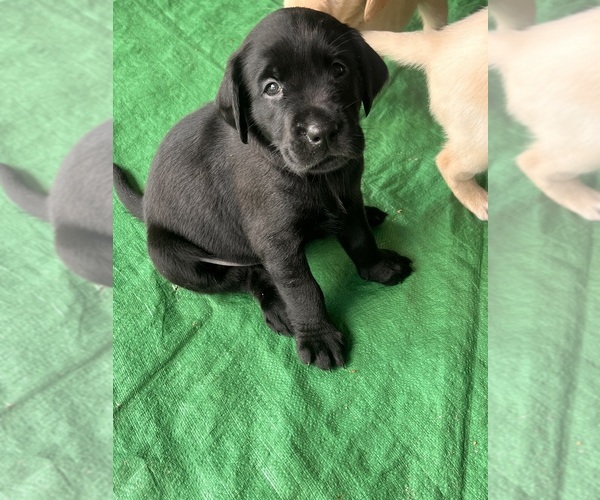 Medium Photo #6 Golden Labrador Puppy For Sale in PORT ORANGE, FL, USA