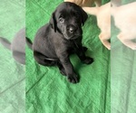 Small #5 Golden Labrador