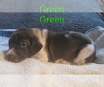 Small #1 German Shorthaired Pointer