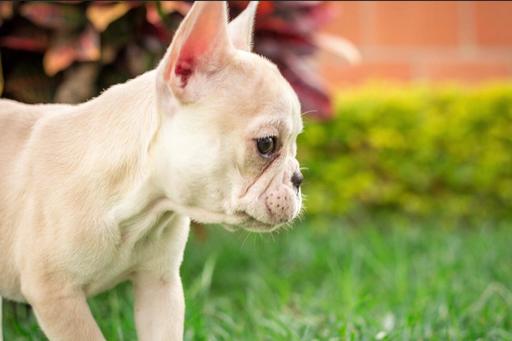 Medium Photo #5 Bulldog Puppy For Sale in CUTLER BAY, FL, USA