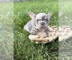 Small #3 French Bulldog