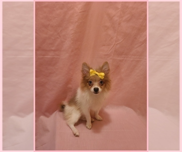 Medium Photo #1 Pomeranian Puppy For Sale in CLARKSVILLE, TN, USA