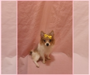 Pomeranian Puppy for sale in CLARKSVILLE, TN, USA