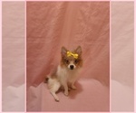 Small Pomeranian