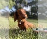 Small Photo #1 Dachshund Puppy For Sale in DEBARY, FL, USA