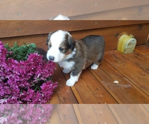 English Shepherd Puppy for sale in CANTRIL, IA, USA
