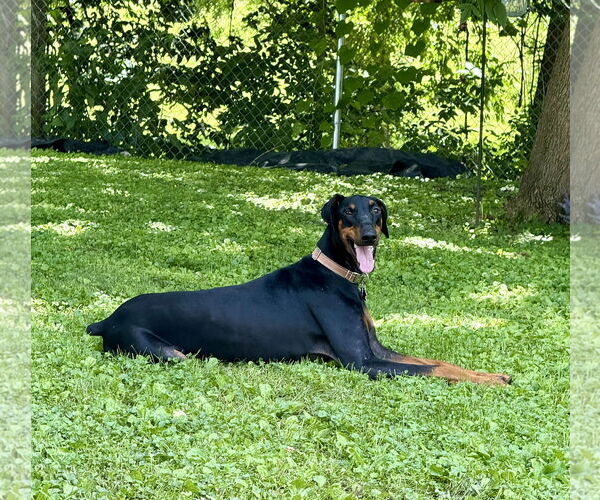 Medium Photo #6 Doberman Pinscher Puppy For Sale in Minneaoplis, MN, USA