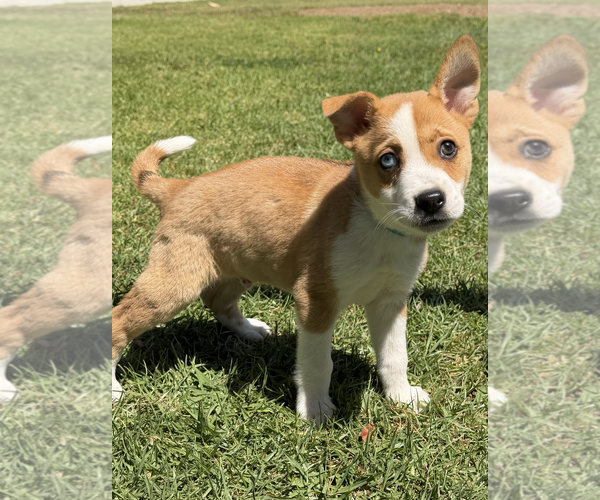 Medium Photo #4 Australian Shepherd-Unknown Mix Puppy For Sale in Newport Beach, CA, USA