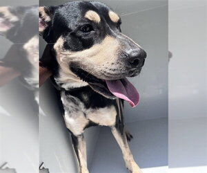 Australian Kelpie Dogs for adoption in Houston, TX, USA