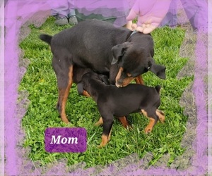 Mother of the Miniature Pinscher puppies born on 03/06/2023