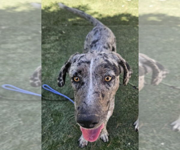 Medium Photo #3 Catahoula Leopard Dog-Unknown Mix Puppy For Sale in Lakewood, CO, USA