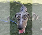Small #2 Catahoula Leopard Dog Mix
