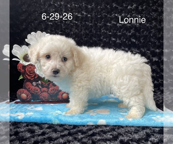 Medium Photo #2 Bichon Frise Puppy For Sale in MOUNT PLEASANT, MI, USA