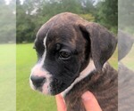 Small Photo #10 Boxer Puppy For Sale in CHESTERFIELD, SC, USA
