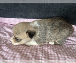 Small Photo #5 Pembroke Welsh Corgi Puppy For Sale in RAMONA, OK, USA